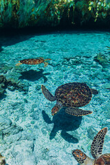 Sea turtles in Indian ocean, beautiful Salaam cave with crystal clear blue water