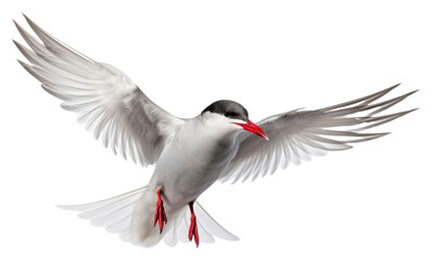PNG Arctic tern flying animal white.