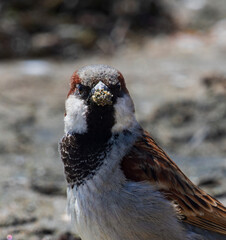A picture of a cute sparrow, which was caught at the beach. A little bird with its beak in a sand. 