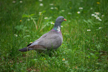 Obraz premium A Wood Pigeon on green grass in a city park. Selective focusing on the foreground. The Wood Pigeon on a nice sunny day.
