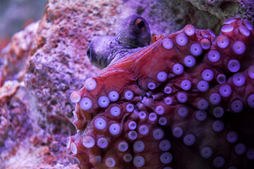 Curious octopus gazing at camera deep underwater. Animals in the wild © serebryannikov