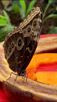 Blue Morpho pheleides butterfly eating tropical fruits in Mariposario del Drago Butterfly Park,Icod, Tenerife,Canary Islands,Spain.