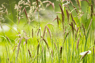 green grass background