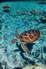 Sea turtles in Indian ocean, beautiful Salaam cave with crystal clear blue water