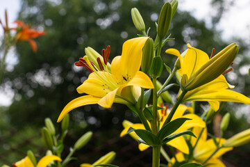 Beautiful fresh yellow lilies. Flowers in the park. Beauty in nature. Close up.