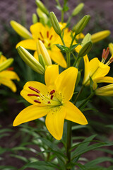 Beautiful fresh yellow lilies. Flowers in the park. Beauty in nature. Close up.