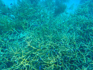 Critically Endangered Staghorn coral (Acropora cervicornis) one of the most important reef building corals (Bonaire, Caribbean Netherlands)