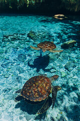 Sea turtles in Indian ocean, beautiful Salaam cave with crystal clear blue water