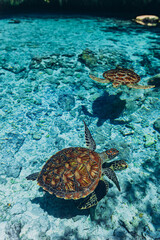 Sea turtles in Indian ocean, beautiful Salaam cave with crystal clear blue water