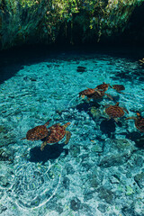 Sea turtles in Indian ocean, beautiful Salaam cave with crystal clear blue water