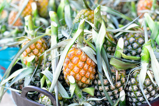 close-up of freshly ripe pineapple variety (Ananas comosus) Lots of pineapple fruits. Wholesale and retail trade in exotic fruits. Selective focus