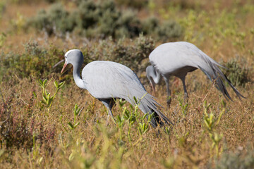 A pair of Blue Cranes (Anthropoides paradiseus), South African's national bird in a field near Cape Town