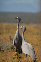 A pair of Blue Cranes (Anthropoides paradiseus), South African's national bird in a field near Cape Town