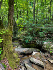 Fototapeta premium Small stream over layered rocks in the deep temperate forest