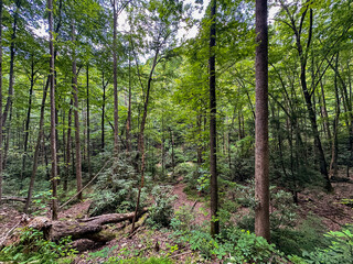 View into the green, spring colors of a temperate forest