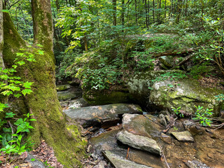 Small stream over layers of rocks in a deep temperate forest
