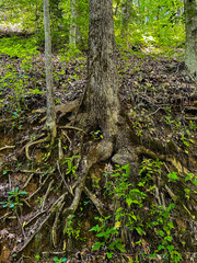 Fototapeta premium Tree in the forest with eroded roots on the side of a hill