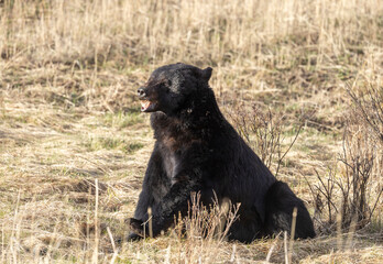 Fototapeta premium Black Bear in Yellowstone National Park Wyoming in Springtime