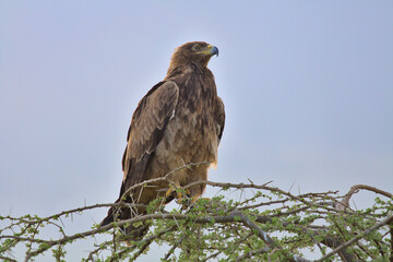 side view of tawny eagle sitting in an acacia tree with blue sky in the background looking for prey in the wild serengeti national park, tanzania