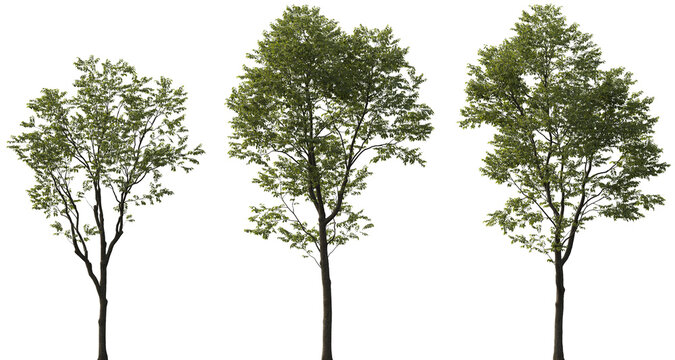 Celtis australis tree frontal set medium and small street isolated png on a transparent background premium cutout (the European nettle tree, Mediterranean hackberry, lote tree, or honeyberry) cloudy