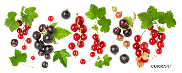 Red black currant berries collection isolated. PNG with transparent background. Flat lay. Without shadow.