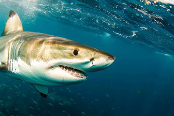 Fototapeta premium Shark Attack. Generated image. A digital illustration of a frenzied shark attack in the ocean.