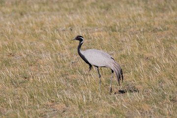 Demoiselle Crane (Anthropoides virgo) strides through grassland in the Gobi Desert, Mongolia