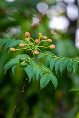 Organic leaves and fruiting seeds of a curry tree, grown in Uttarakhand, India