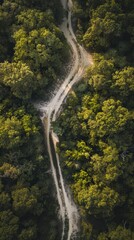 Mysterious Forest Crossroad Under Sunlit Canopy