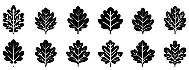 Oak leaf icon. Set of oak leaves icons. Vector illustration. Leaf vector icons. Black leaves icons