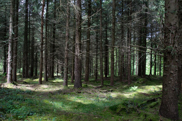 Troncs d'arbres dans une forêt de pins
