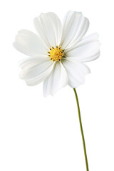 Obraz premium PNG Beautiful white flower wallpaper blossom petal plant.