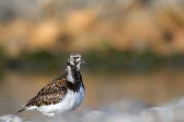 Calidris alpina