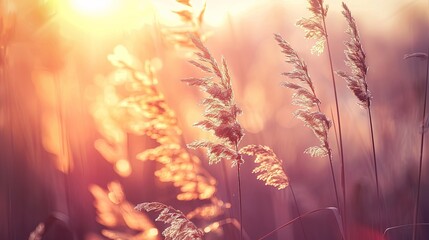 Obraz premium Vintage-style capture of tall grass in foreground with blurry sunset sky background, nature concept