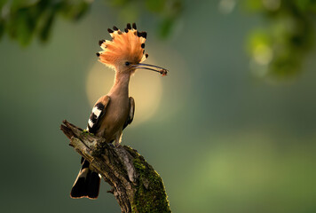 Eurasian hoopoe bird in early morning light ( Upupa epops )