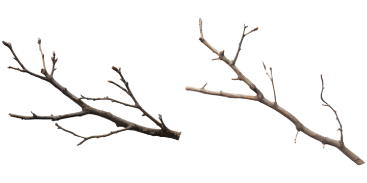 branch clipart isolated on transparent background, png, cut out , di cut