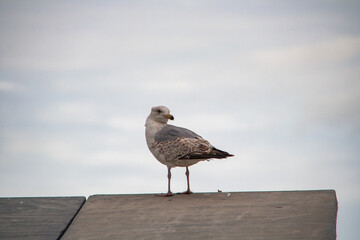 A white brown seagull is sitting on a house roof