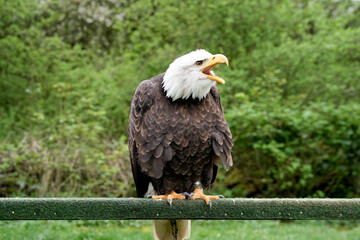 Weißkopfseeadler