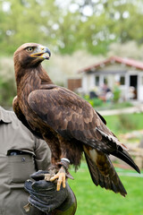 Greifvogel