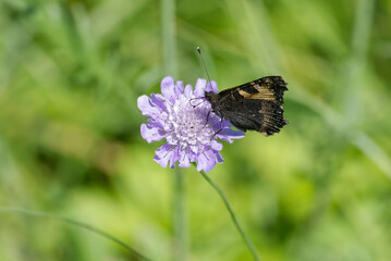 Small Tortoiseshell Butterfly (Aglais urticae) sitting on a small scabious in Zurich, Switzerland