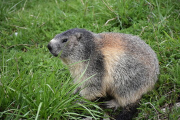 Marmotte des Alpes