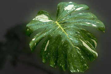 Feuille de philodendron monstera deliciosa