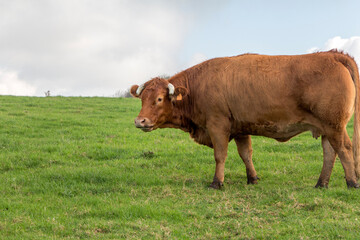 Brown cow on green grass on Etretat (France)
