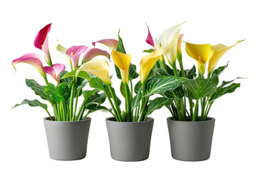 Three different types of beautiful lily potted plants on transparent background. 