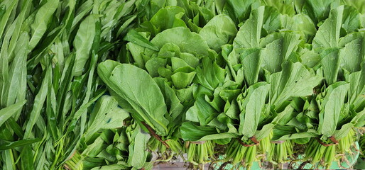Fototapeta premium Organic choy sum harvested from the backyard. The leaf stalks are light green - leaves are thin, smooth, have no bad smell. Place next to morning glory. have water drops on vegetable leaves 
