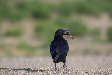 crow on the ground
