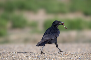 red winged blackbird