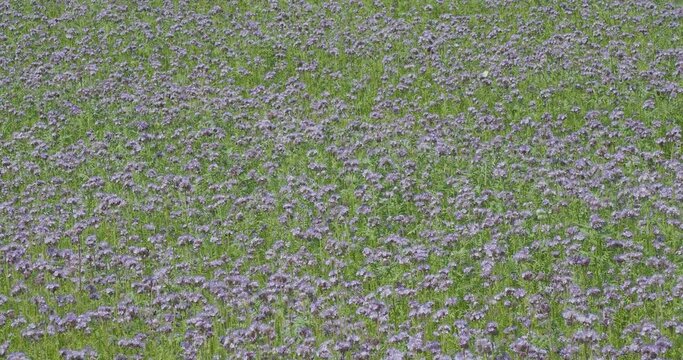 (Phacelia tanacetifolia) H&uuml;bsche blauviolette Bl&uuml;ten an aufrechten St&auml;ngeln von Rainfarn-Phacelia, die als Gr&uuml;nd&uuml;ngung auf einem Feld verwendet werden