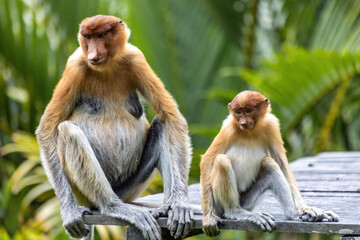 Naklejka premium Two cute Proboscis Monkey in Borneo rainforest Sandakan Malaysia