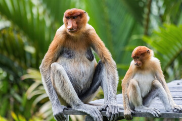 Two cute Proboscis Monkey in Borneo rainforest Sandakan Malaysia